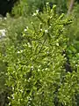Origanum syriacum