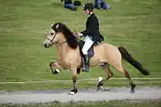 Normaler Buckskin