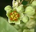 Männliche Blüte