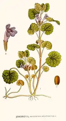 Illustration aus Bilder ur Nordens Flora