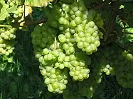 Trauben – Pinot Blanc