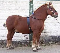 Suffolk Punch-Hengst