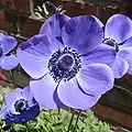 Blaue Blüte