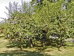 Schnullerbaum in Aarhus
