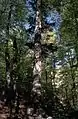 Weiß-Tanne (Abies alba)