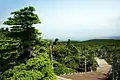 Korea-Tanne (Abies koreana)