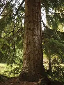 Nordmann-Tanne (Abies nordmanniana)