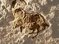 Steinbock aus dem Abri Movius