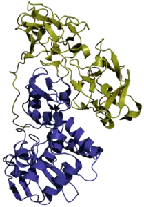 Abrin a (Abrus precatorius)