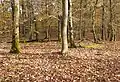 Abschnittswall Erdener Burgberg Innenbereich Blick Richtung Nordosten.