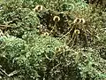 Acaena magellanica