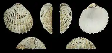 Acanthocardia echinataLinke Klappe