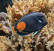 Achilles-Doktorfisch (Acanthurus achilles)