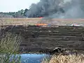 Kontrolliertes Gegenfeuer zur Brandprävention und gegen Verbuschung, unten rechts ein Alligator (2014)