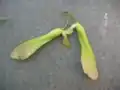 Geflügelte Spaltfrüchte