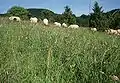 Rhönschafe weiden im Biotop