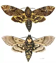 Acherontia lachesis