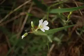 Ackerhornkraut im Naturschutzgebiet Arzberg