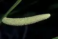 Kalmus(Acorus calamus)