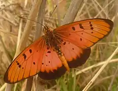 Acraea aglaonice