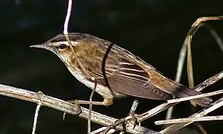 Schilfrohrsänger (Sedge warbler)
