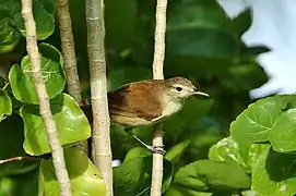 Carolinenrohrsänger (A. syrinx)