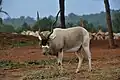 Mendesantilope (Addax nasomaculatus)