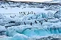 Adeliepinguine auf Possession&nbsp;Island