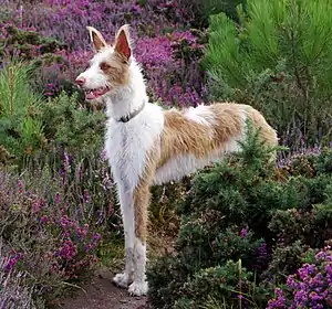 Podenco Ibicenco