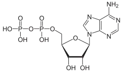 Strukturformel von Adenosindiphosphat