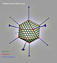 Kapsid eines Adenovirus