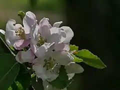 Blüte