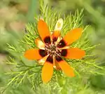 Orangefarbenblühende Variante