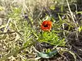 Adonis aestivalis