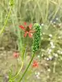 Adonis flammea