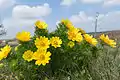 Frühlings-Adonisröschen (Adonis vernalis)