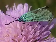 2023 Ampfer-Grünwidderchen