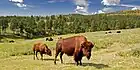 Bisons an der Wildlife Loop Road