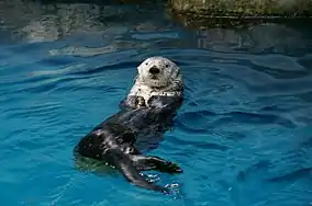 Seeotter