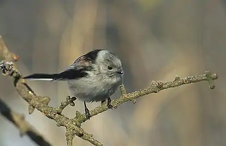 Aegithalos caudatus europaeus (Typ EC) hat einen schwarzgezeichneten Kopf mit höherem Weißanteil.