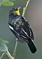 Brütendes Männchen in Singapur