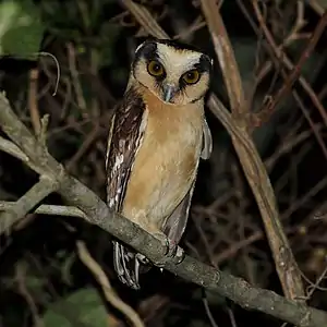 Gelbstirnkauz (Aegolius harrisii)