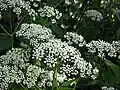 Giersch(Aegopodium podagraria)