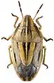 Gestreifter Spitzling (Aelia klugii)
