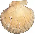 Aequipecten opercularis einfarbig orange
