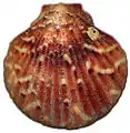 Aequipecten opercularis braun marmoriert