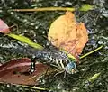 Androchromes Weibchen bei der Eiablage