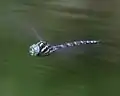 Männchen im Flug