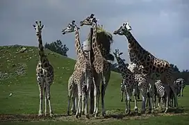 Giraffen