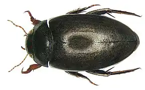 Abb. 1: Männchen von oben